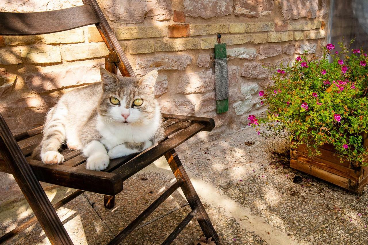 Casamenetto Vacanze Διαμέρισμα Sassoferrato Εξωτερικό φωτογραφία